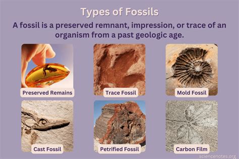 fossil meaning in spanish.